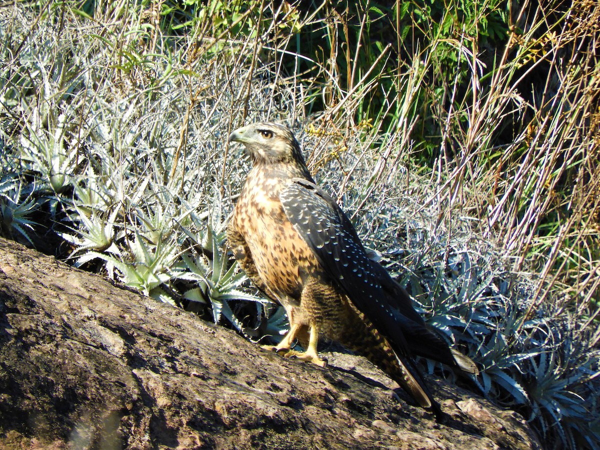 Black-chested Buzzard-Eagle - ML620789757