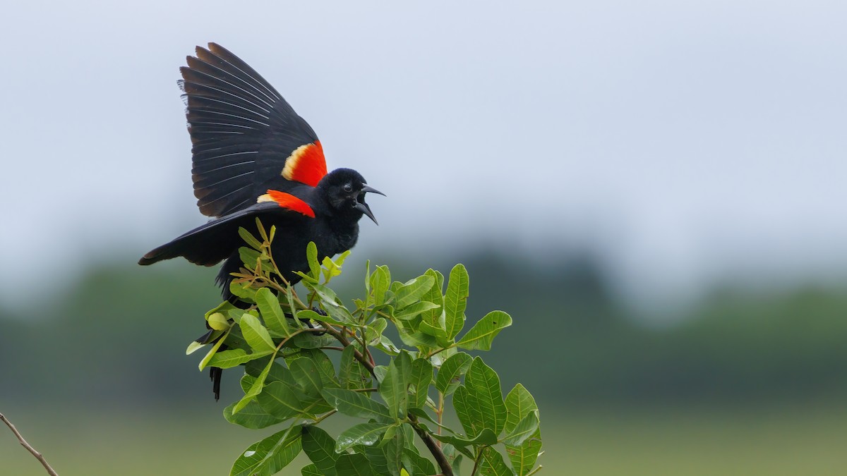 Red-winged Blackbird - ML620789759
