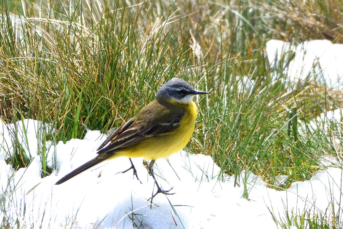 Western Yellow Wagtail - ML620789762