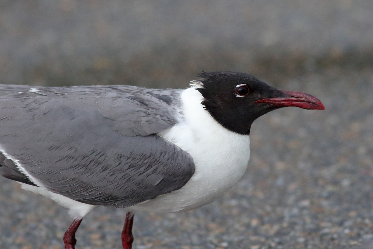 Mouette atricille - ML620789765