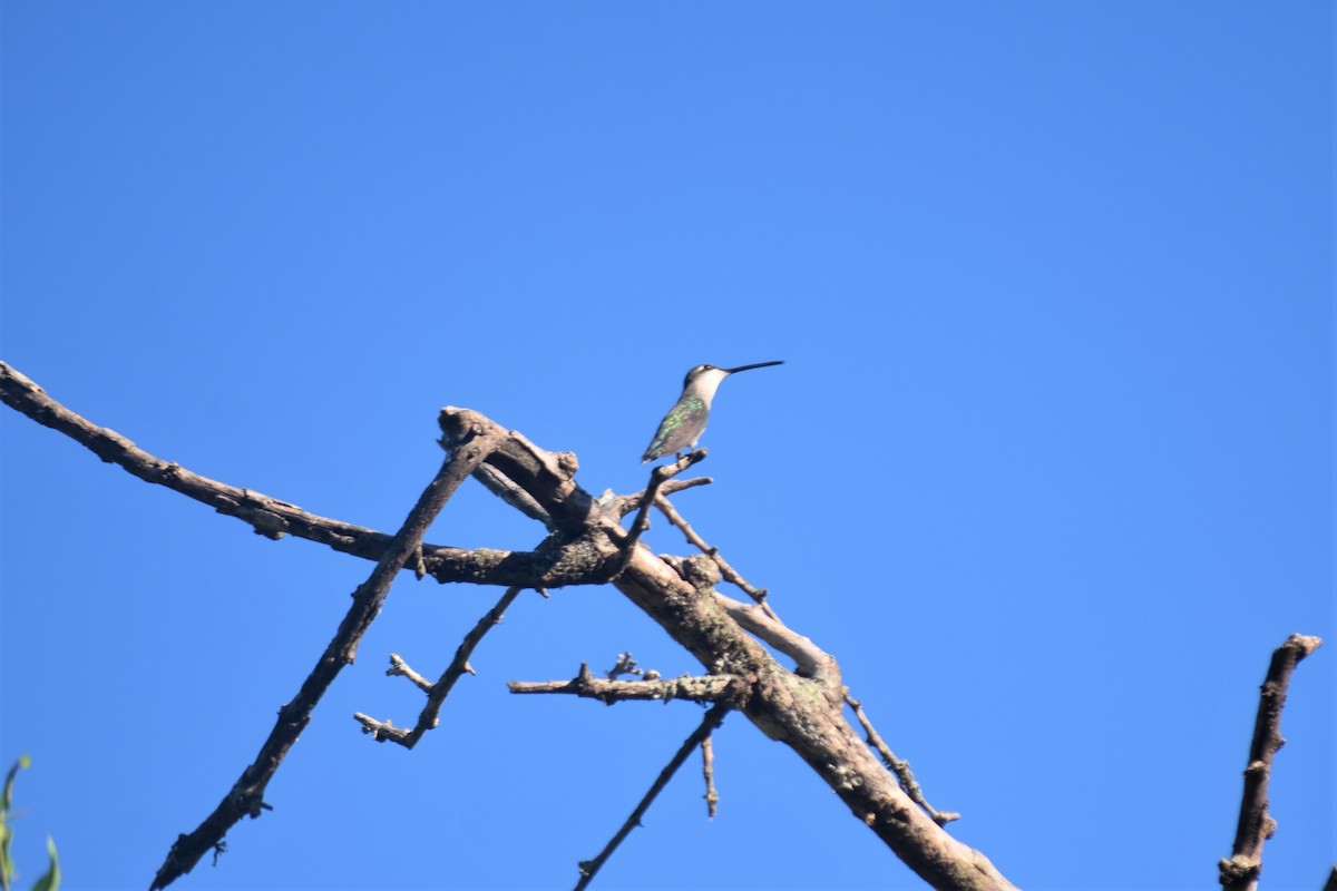 Blue-tufted Starthroat - ML620789768