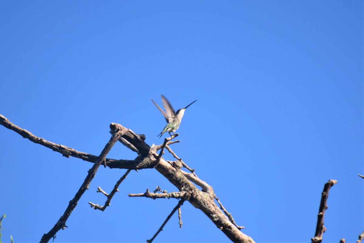 Blue-tufted Starthroat - ML620789769