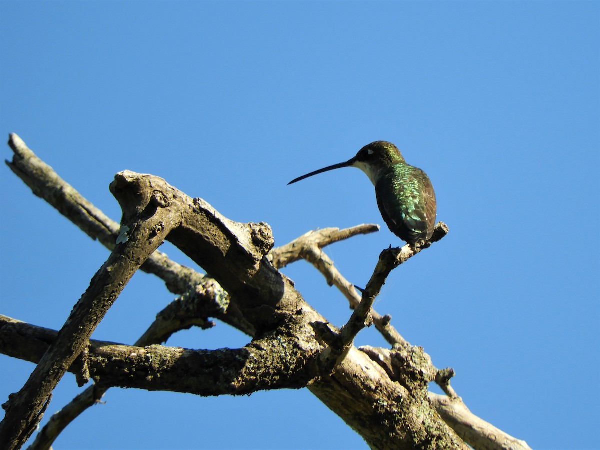 Blue-tufted Starthroat - ML620789770