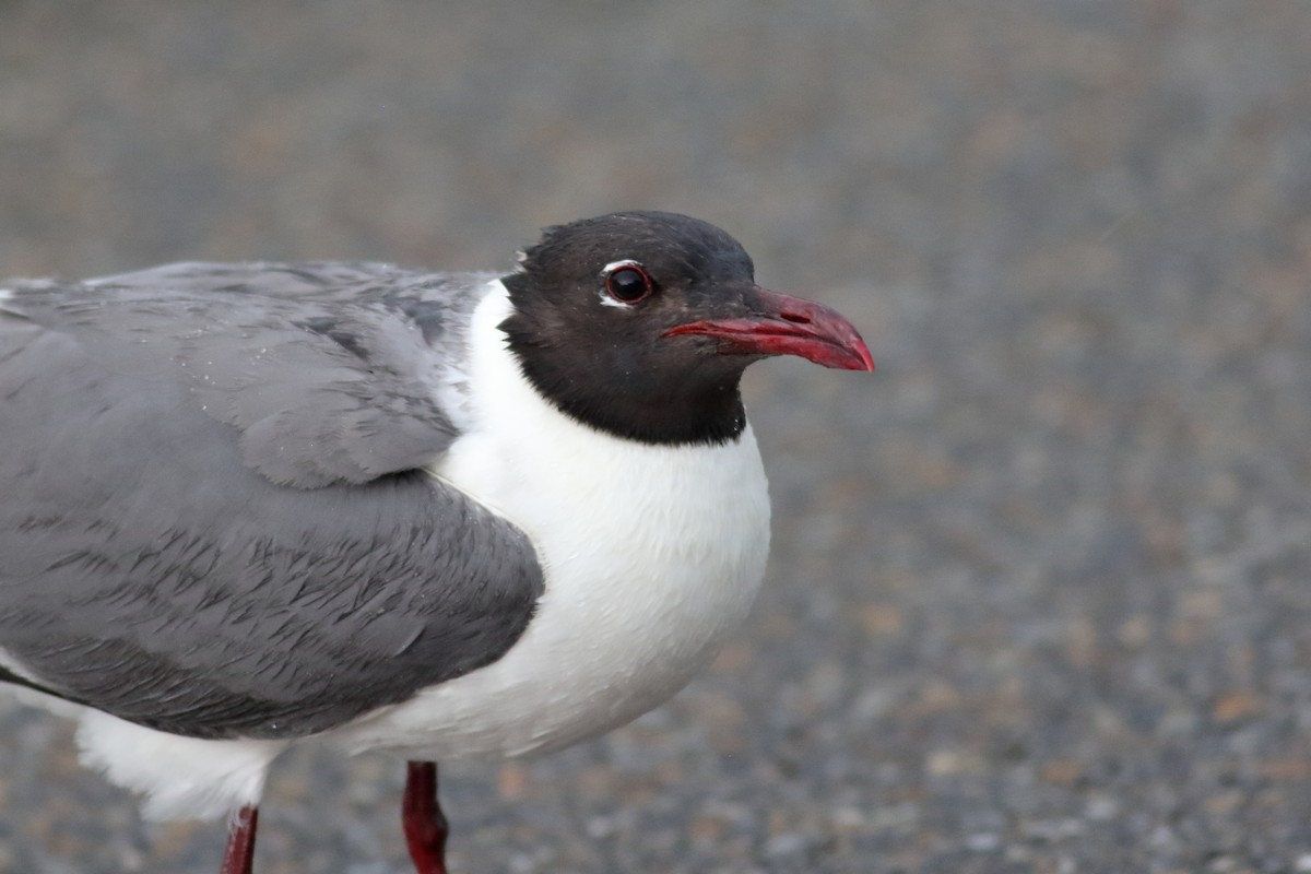 Mouette atricille - ML620789771