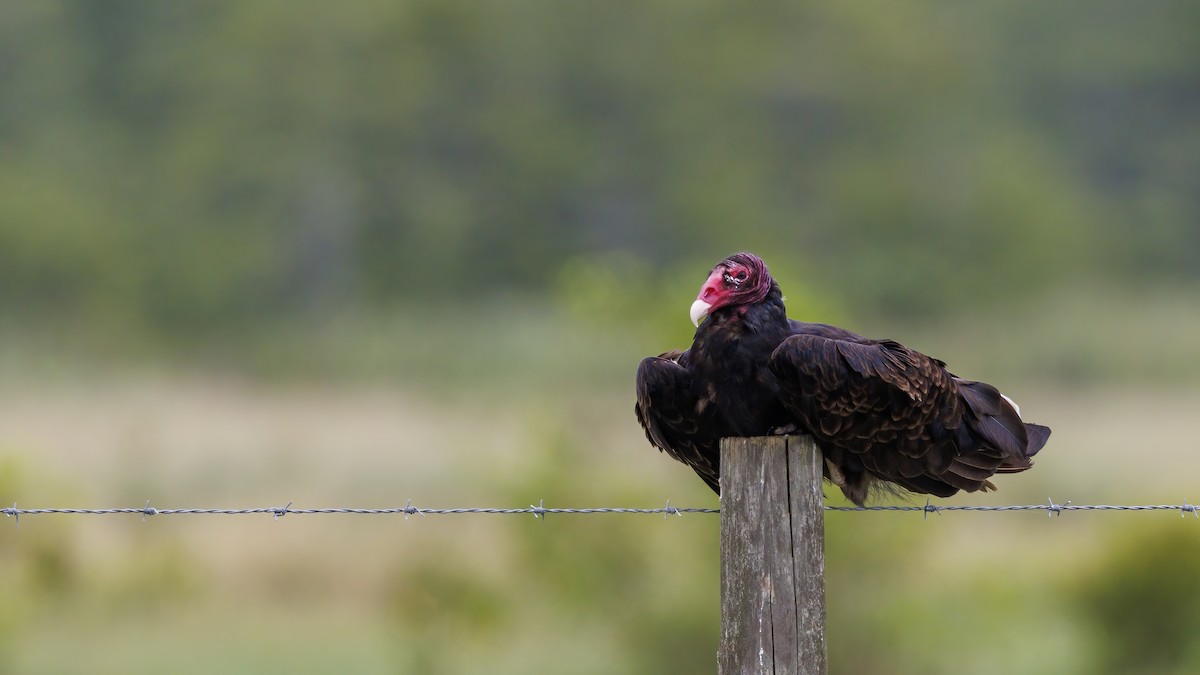 Turkey Vulture - ML620789772