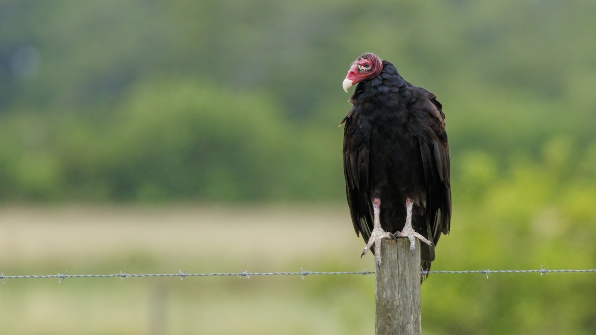 Turkey Vulture - ML620789776