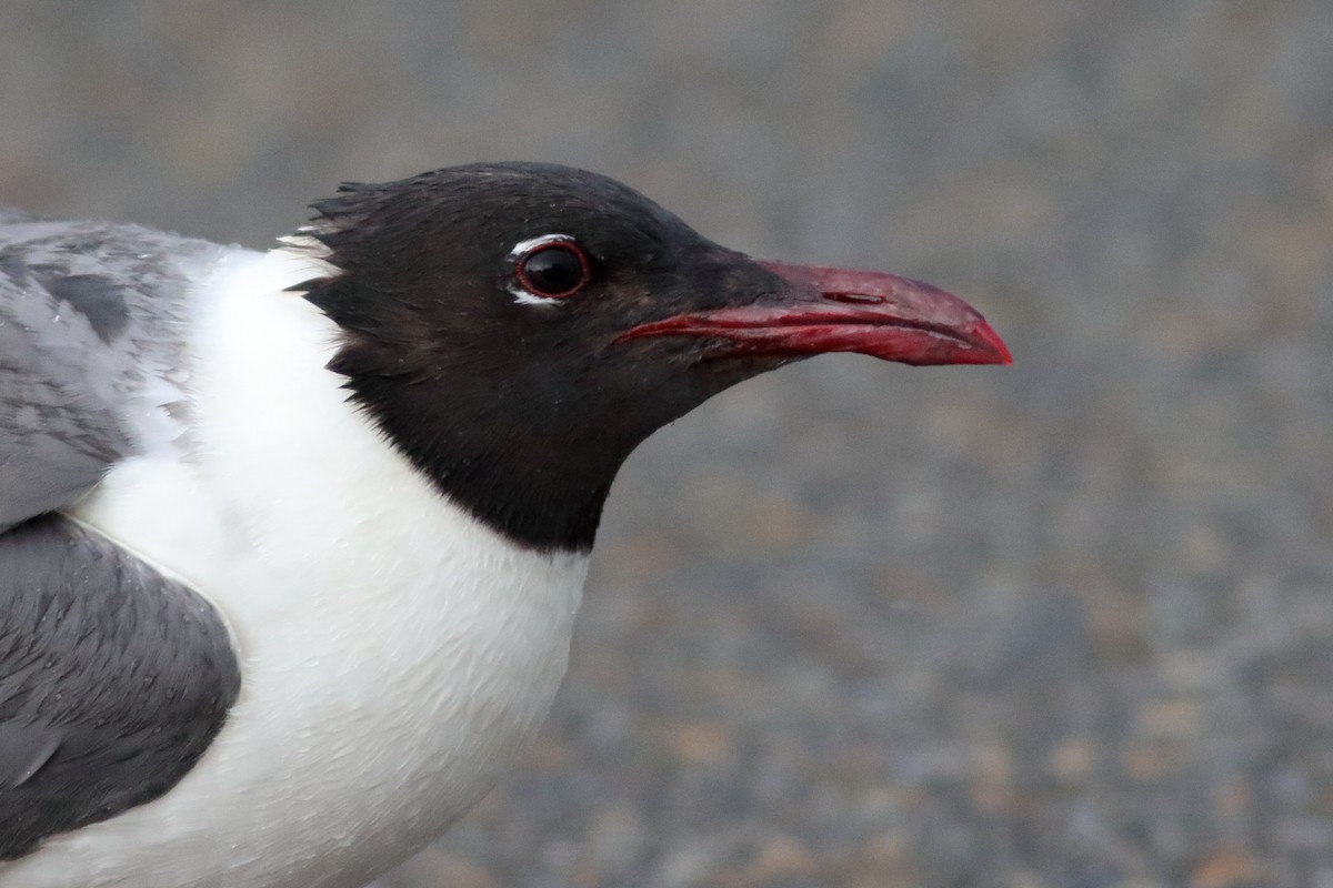 Laughing Gull - ML620789777