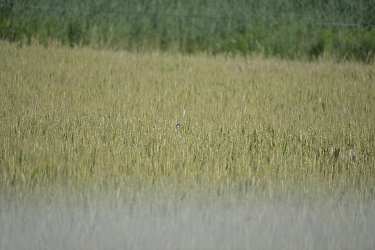 Eurasian Tree Sparrow - ML620789779