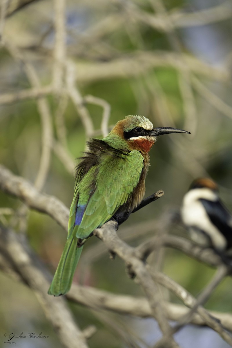 White-fronted Bee-eater - ML620789781