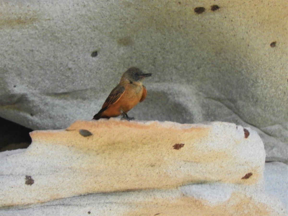 Cliff Flycatcher - ML620789797