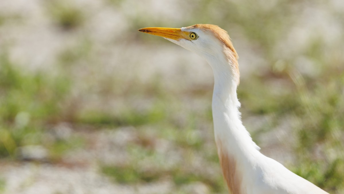 Western Cattle Egret - ML620789802