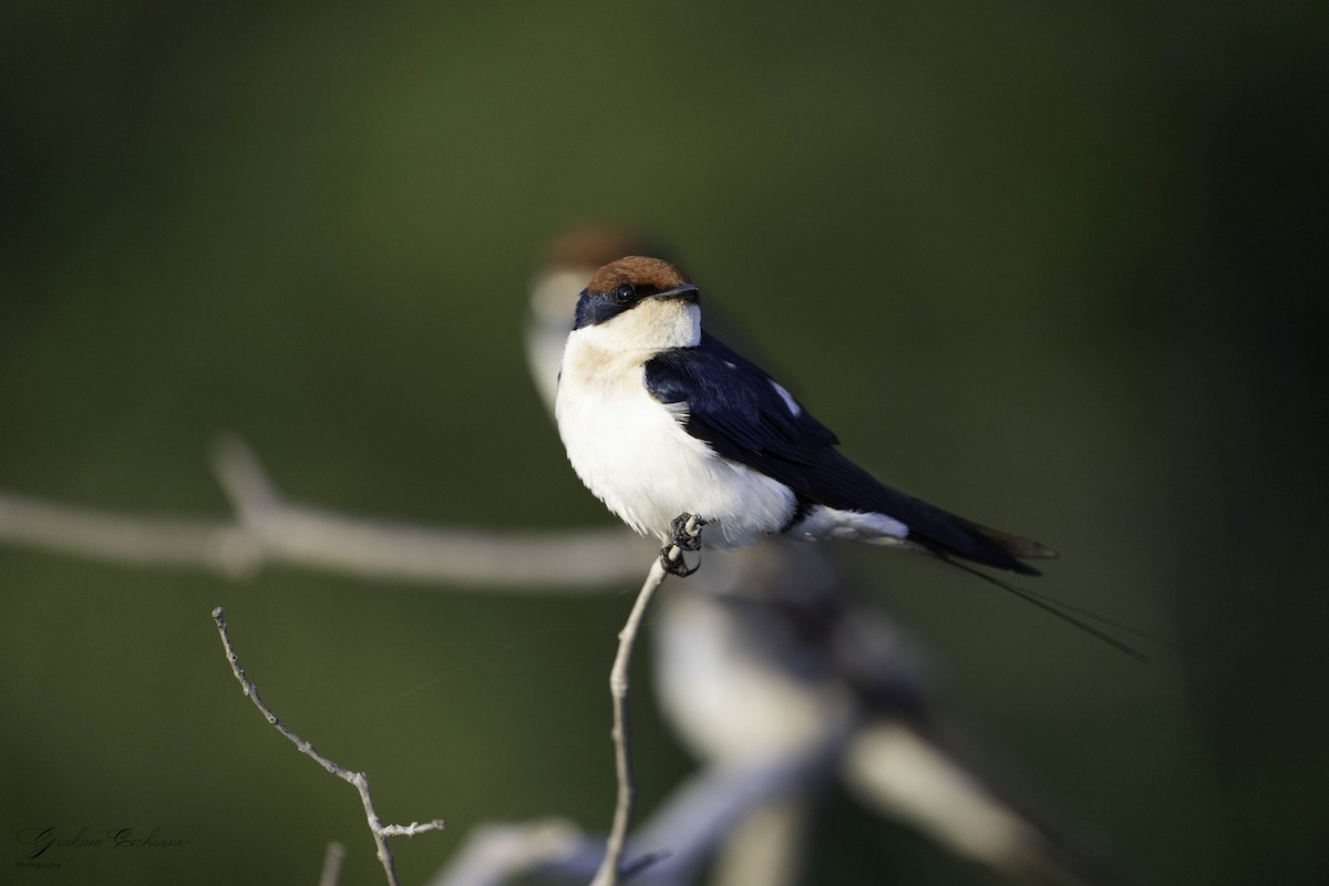 Wire-tailed Swallow - ML620789808