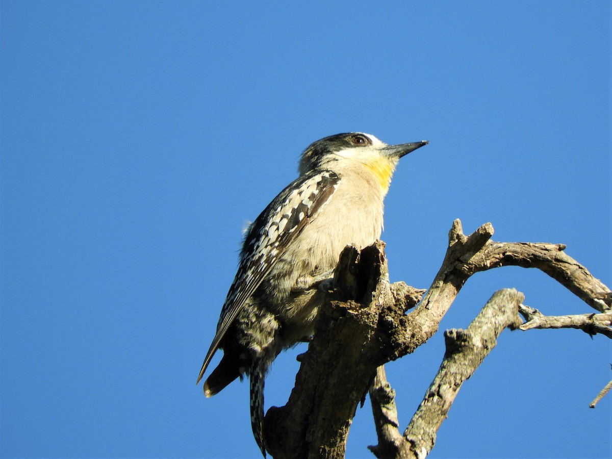 White-fronted Woodpecker - ML620789812