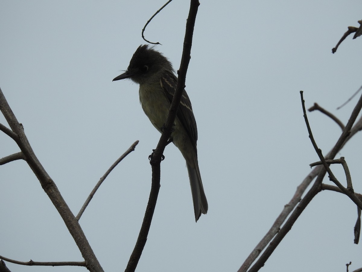 Cuban Pewee - ML620789813