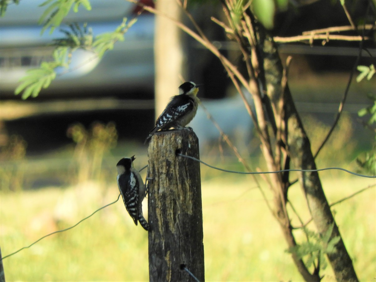 White-fronted Woodpecker - ML620789814