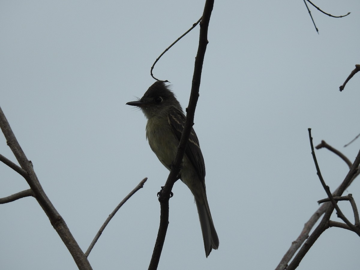 Cuban Pewee - ML620789815