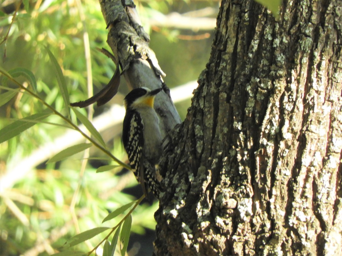 White-fronted Woodpecker - Jorge Juan Rueda