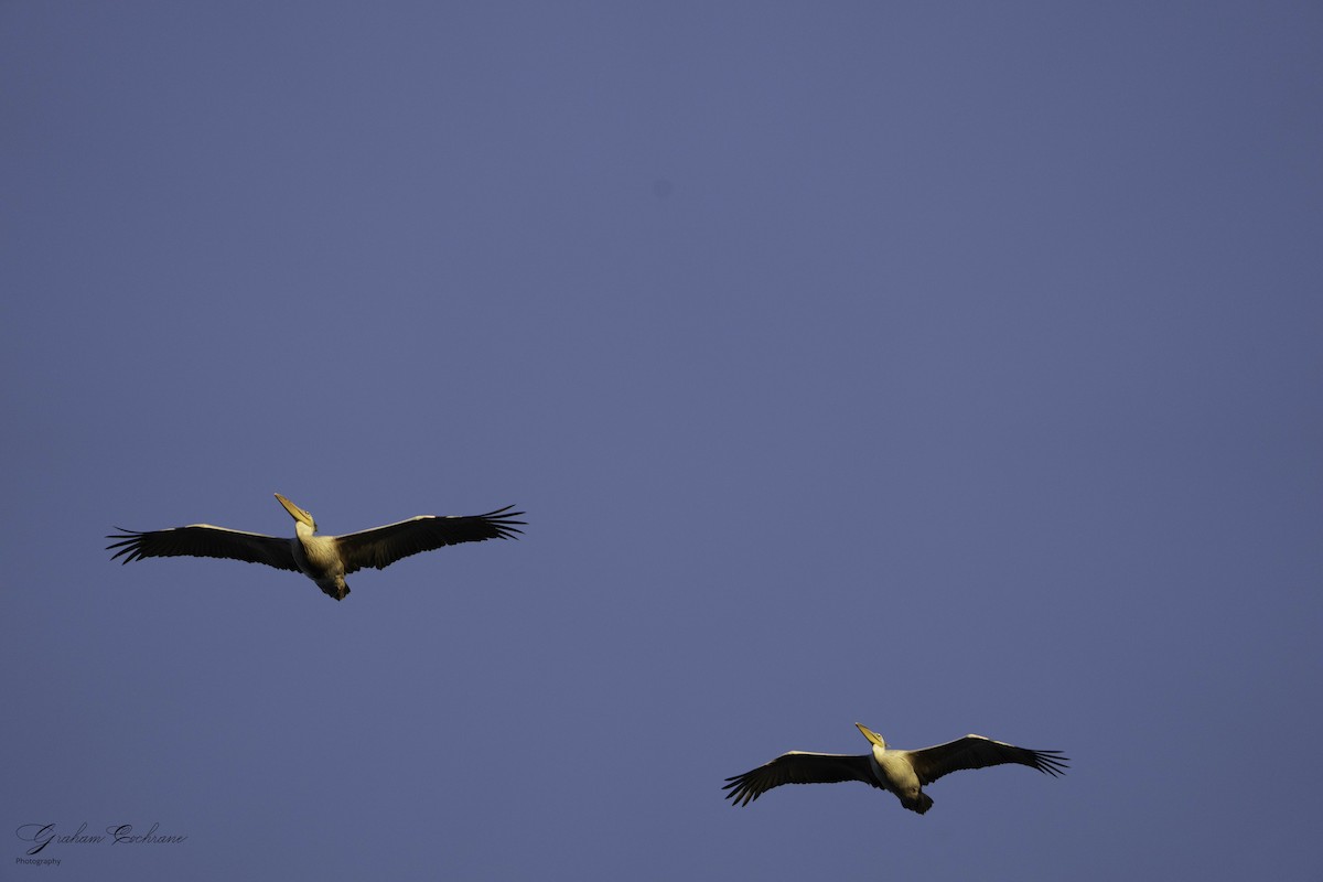 Pink-backed Pelican - graham cochrane