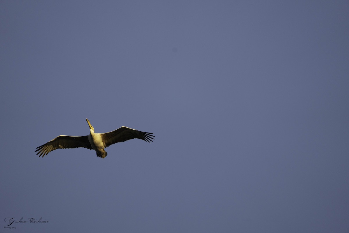 Pink-backed Pelican - ML620789821