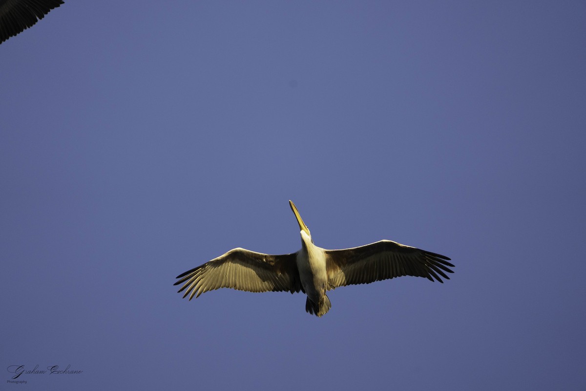 Pink-backed Pelican - ML620789822