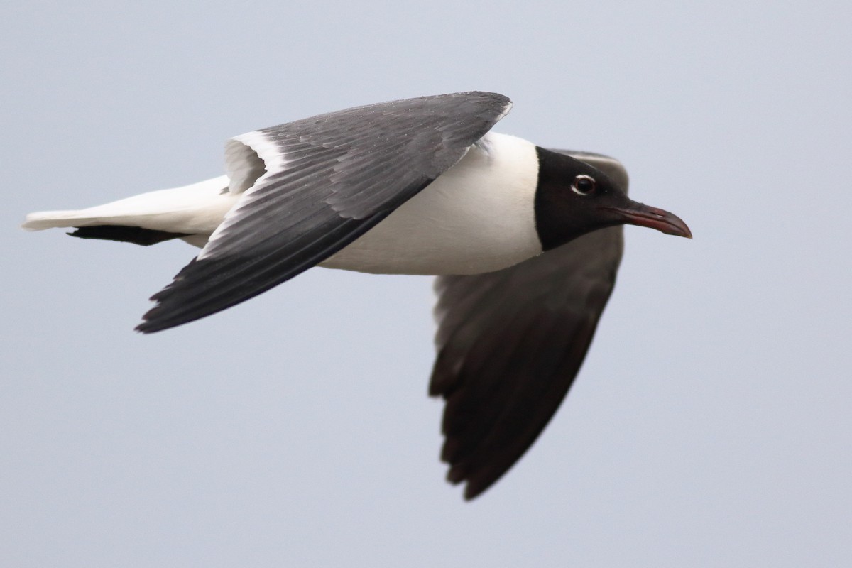 Mouette atricille - ML620789825