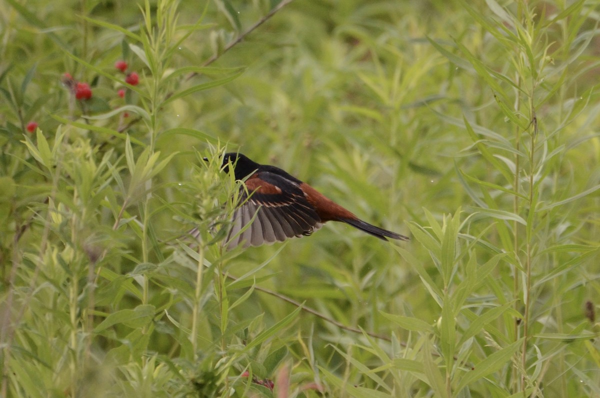 Orchard Oriole - ML620789826