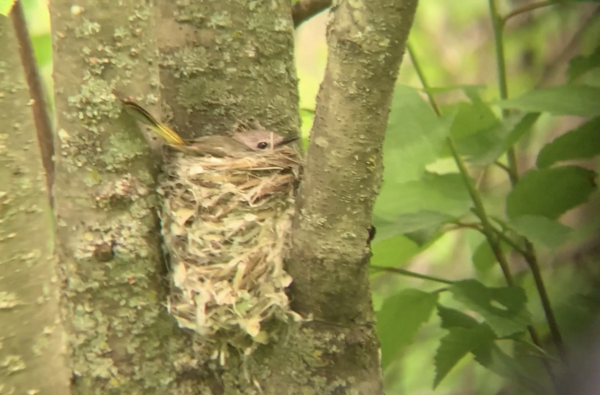 American Redstart - ML620789827