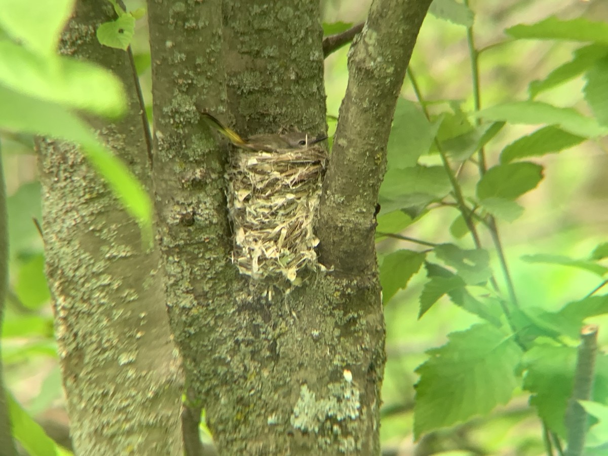 American Redstart - August Palmer