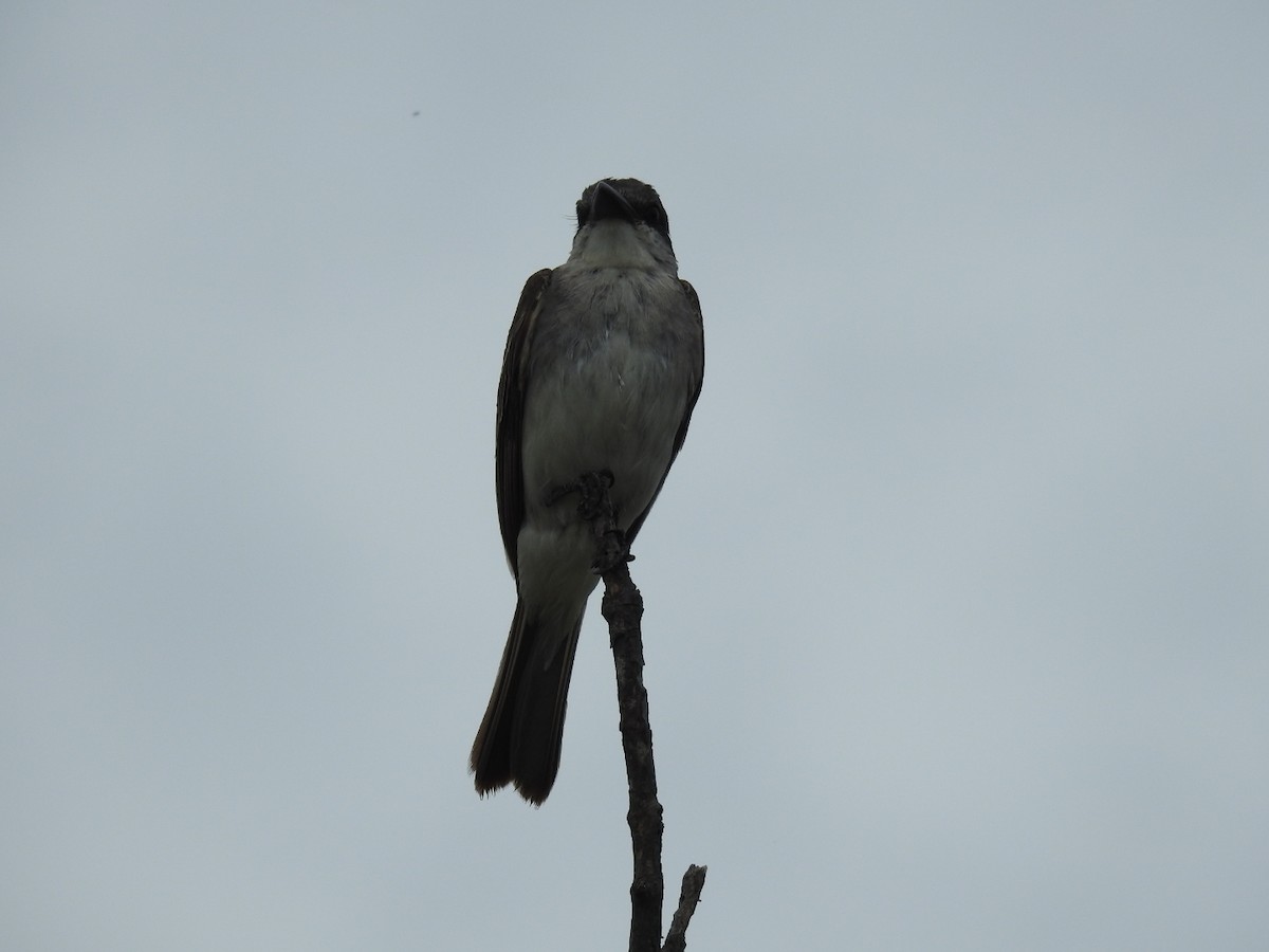 Gray Kingbird - ML620789829