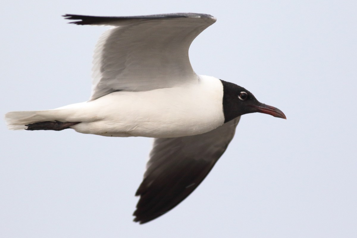 Mouette atricille - ML620789831