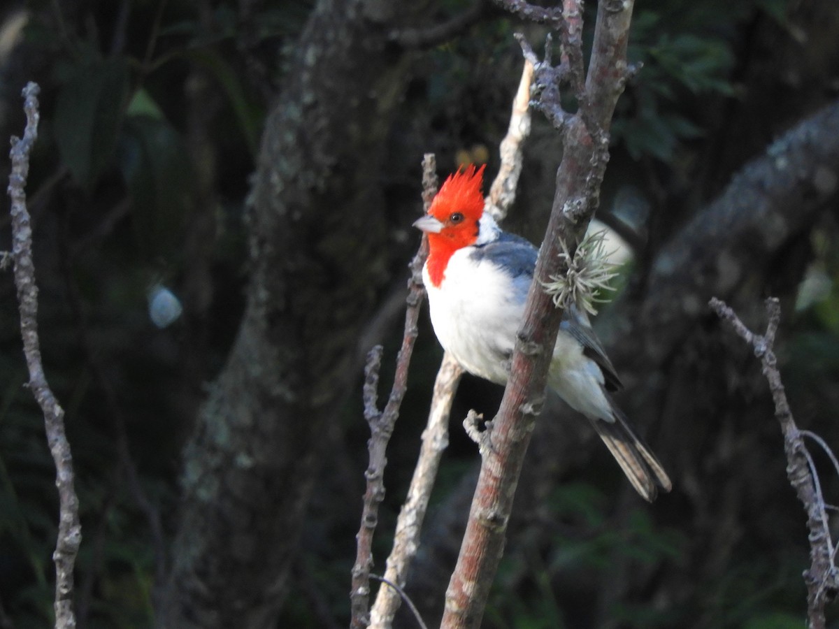 Red-crested Cardinal - ML620789833