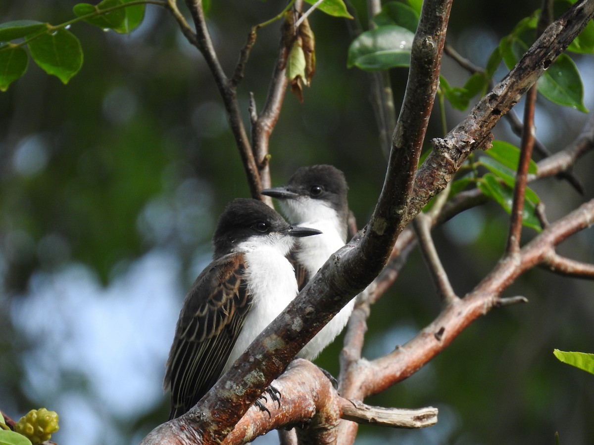 Loggerhead Kingbird - ML620789839