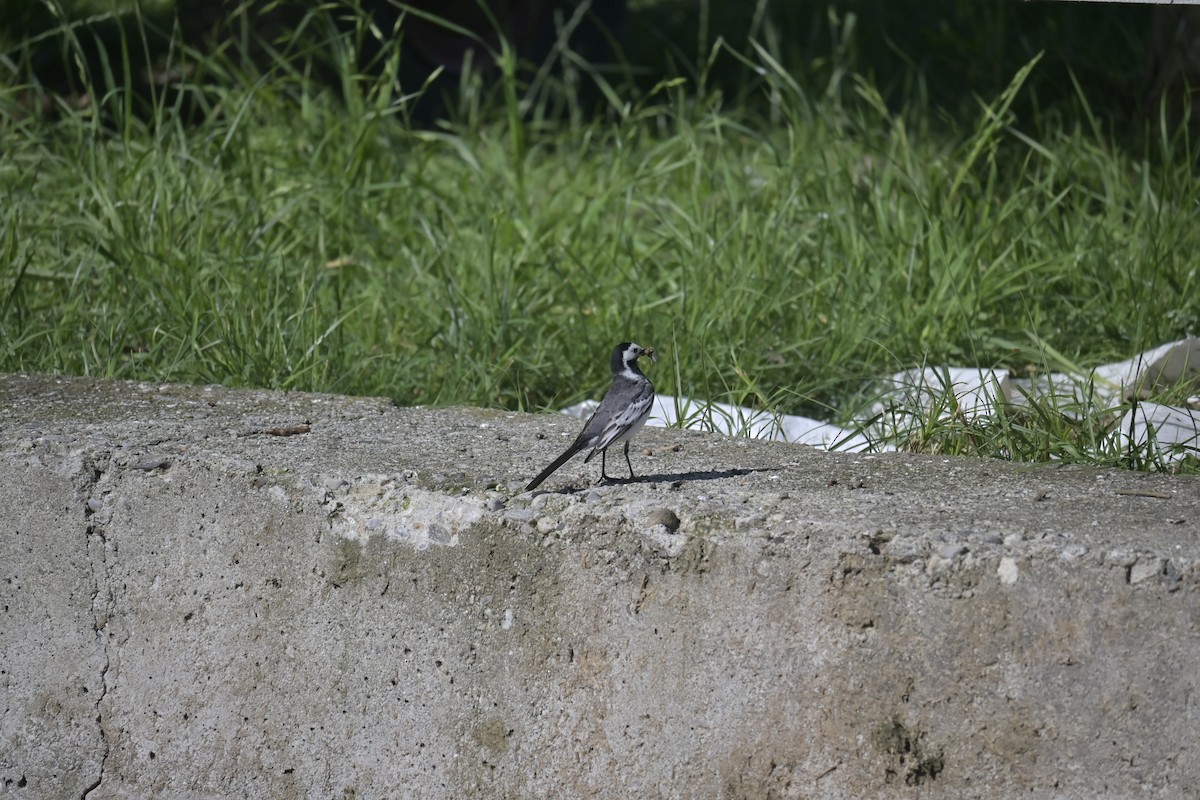 White Wagtail - ML620789842