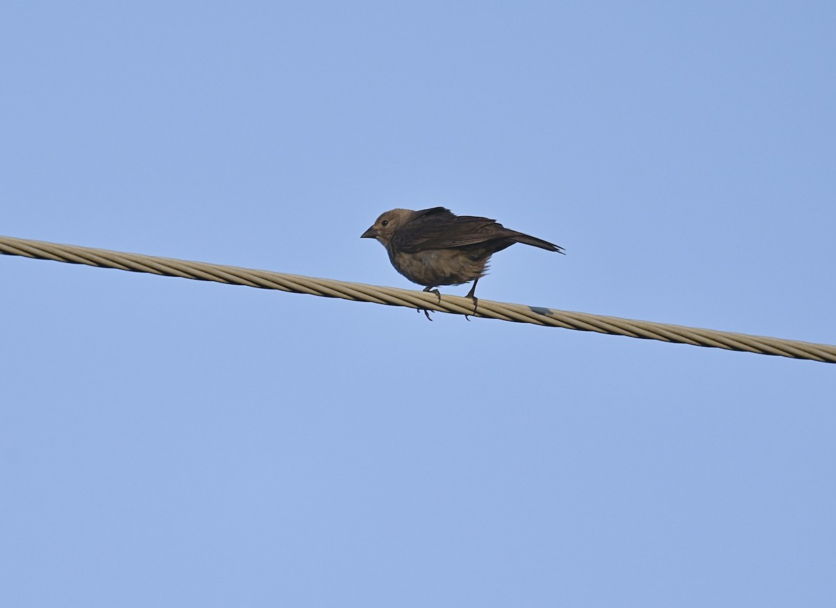 Brown-headed Cowbird - ML620789843