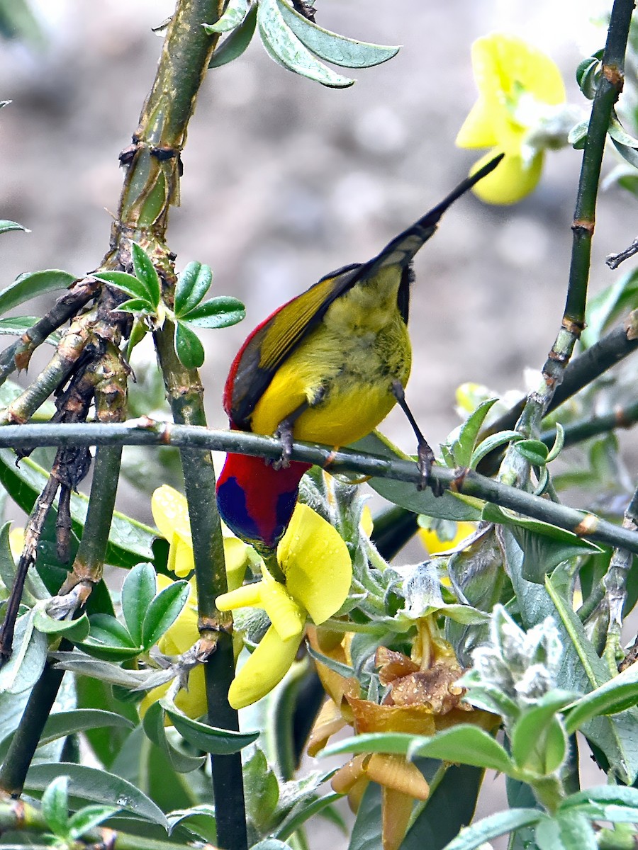 Mrs. Gould's Sunbird - ML620789844