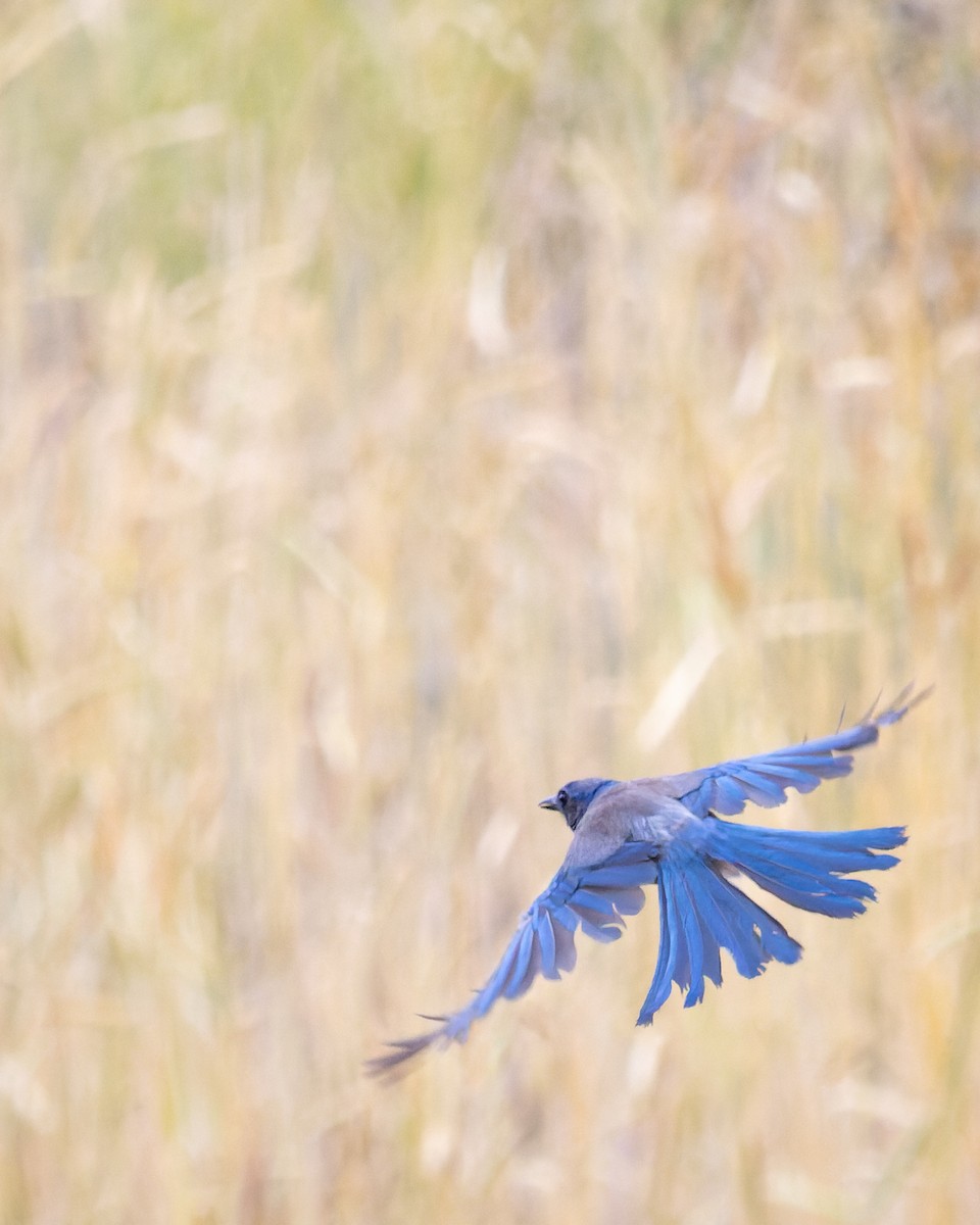 Mountain Bluebird - ML620789845