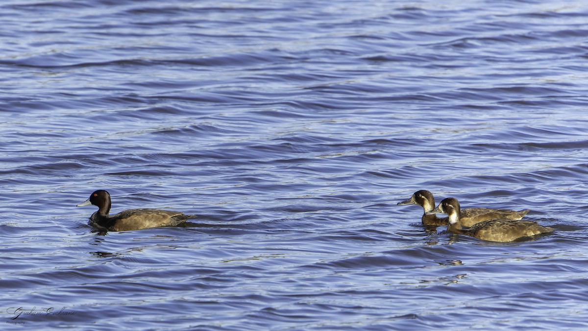 Southern Pochard - ML620789846