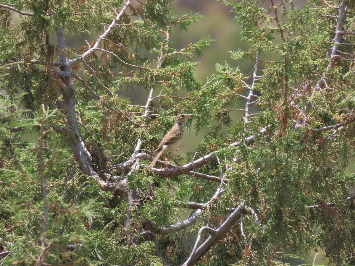 African Pipit - ML620789847