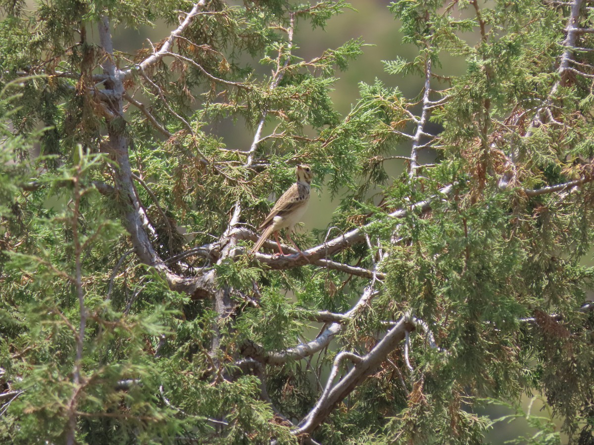 African Pipit - ML620789848