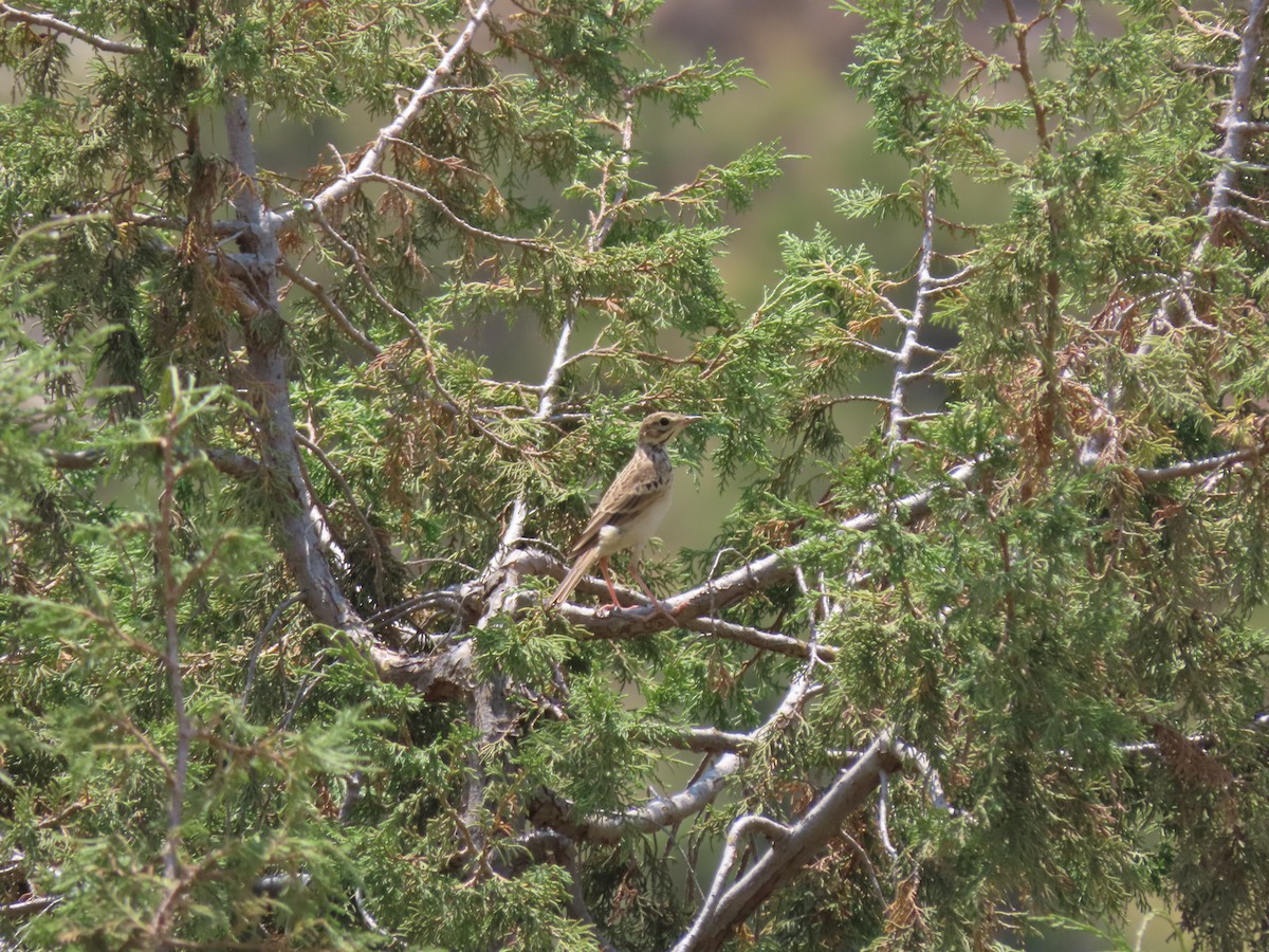 African Pipit - Gregory Askew