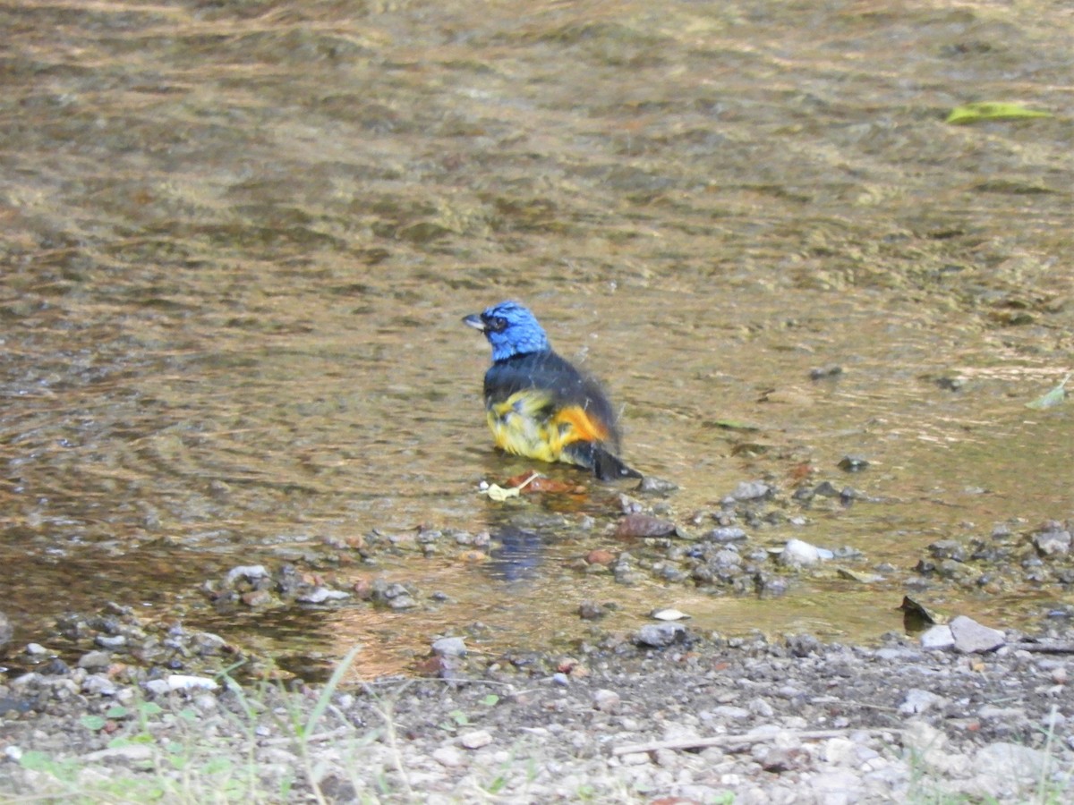 Blue-and-yellow Tanager - ML620789851