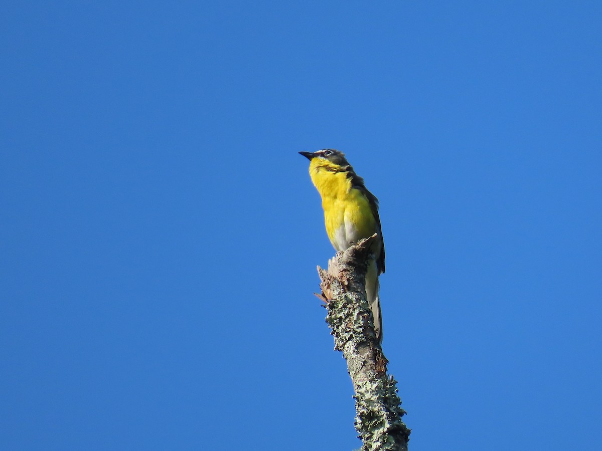 Yellow-breasted Chat - ML620789859