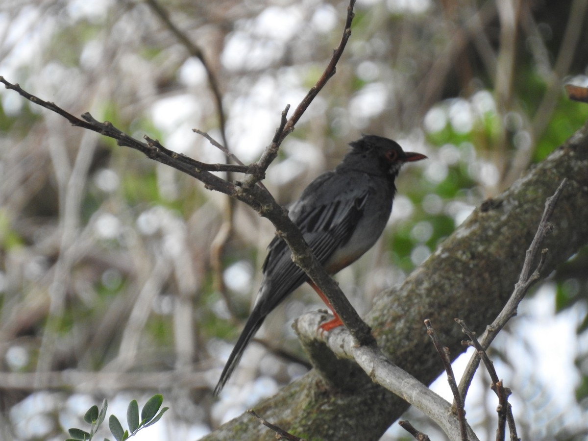 Red-legged Thrush - ML620789860