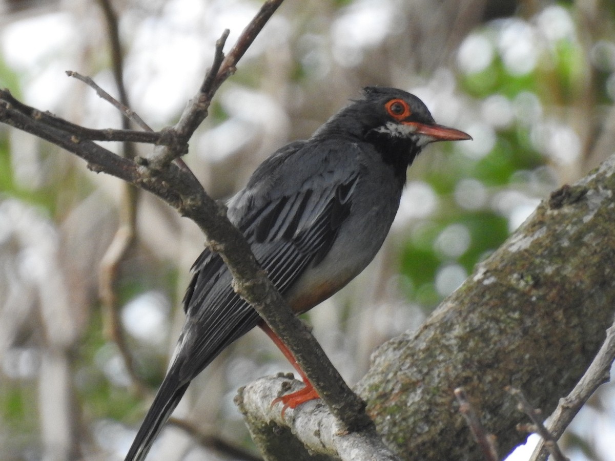 Red-legged Thrush - ML620789861