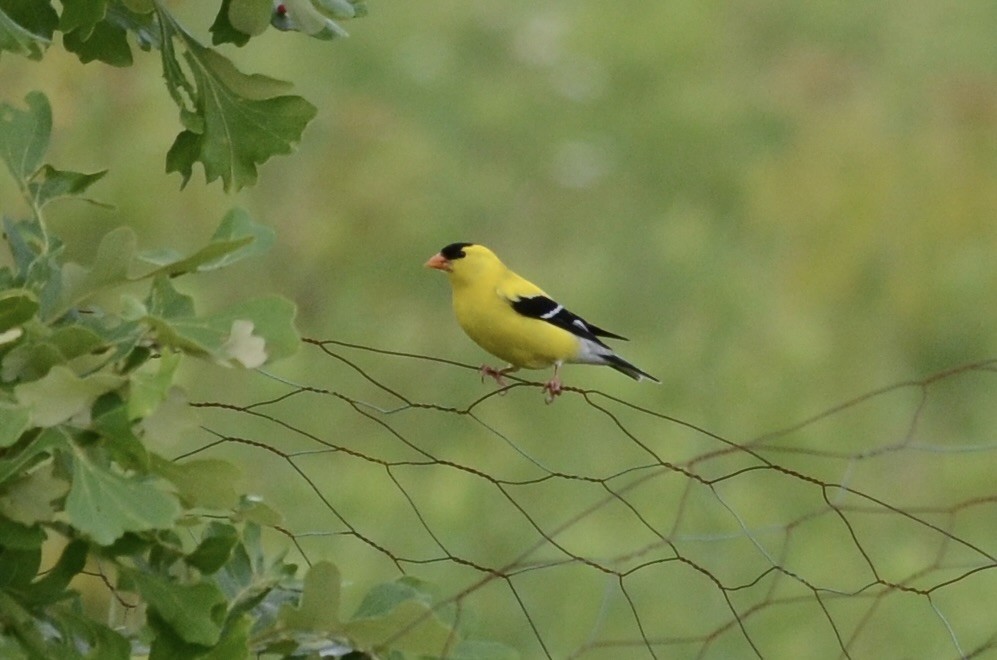 American Goldfinch - ML620789863