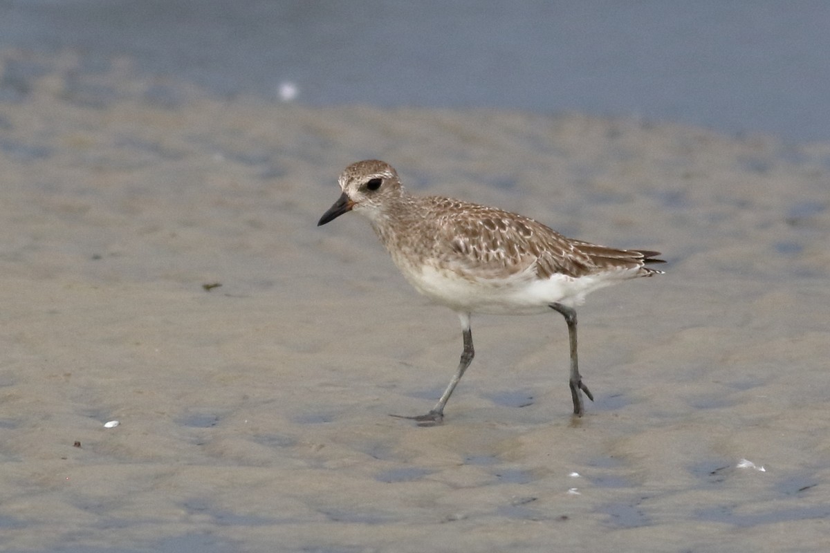 Black-bellied Plover - ML620789877