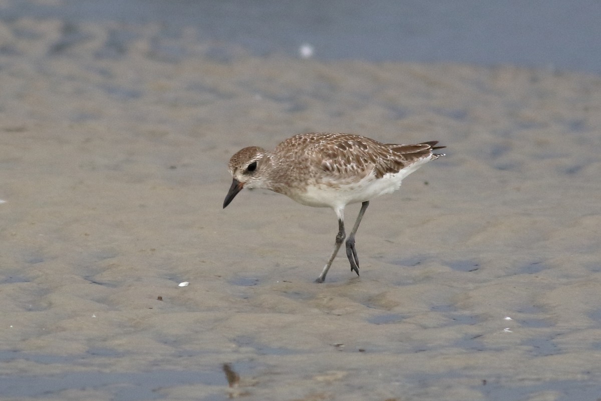 Black-bellied Plover - ML620789878