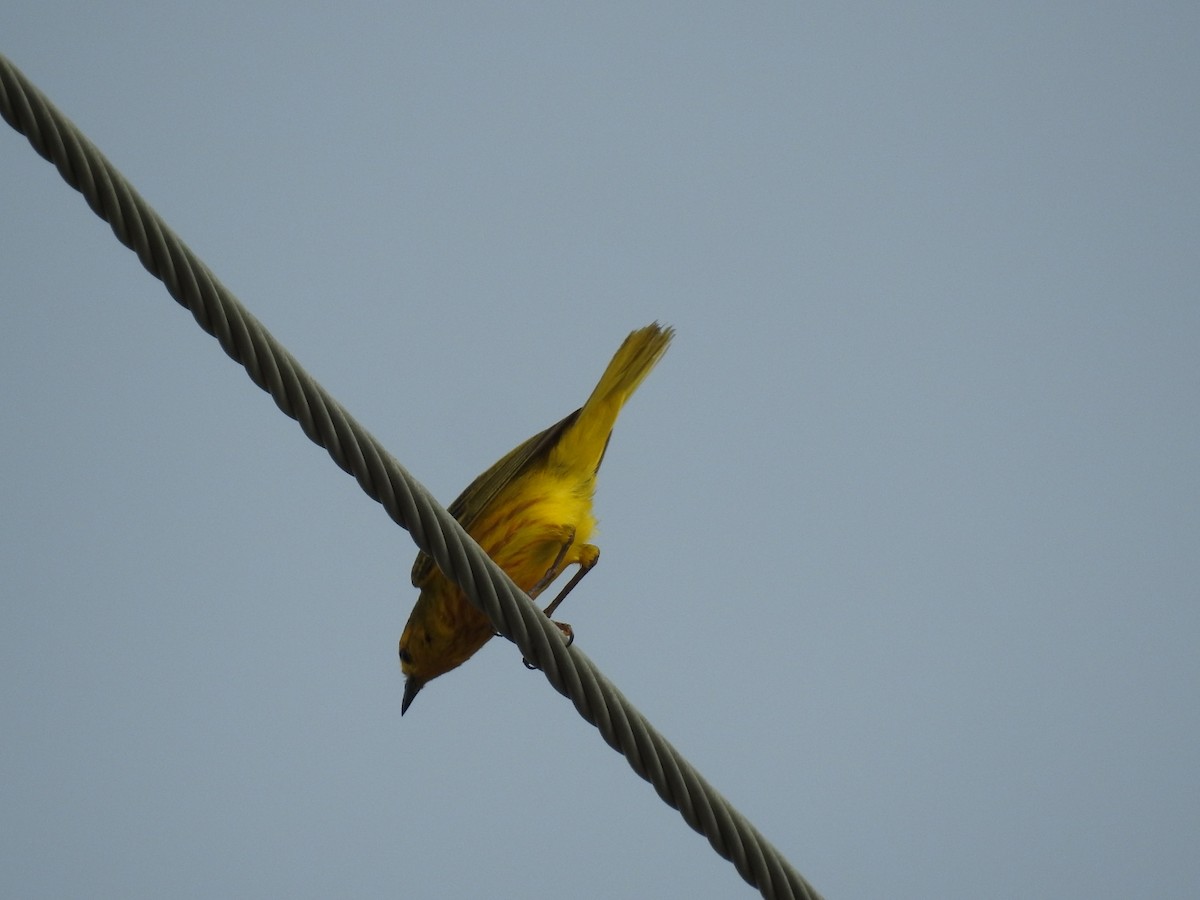 Yellow Warbler - ML620789882