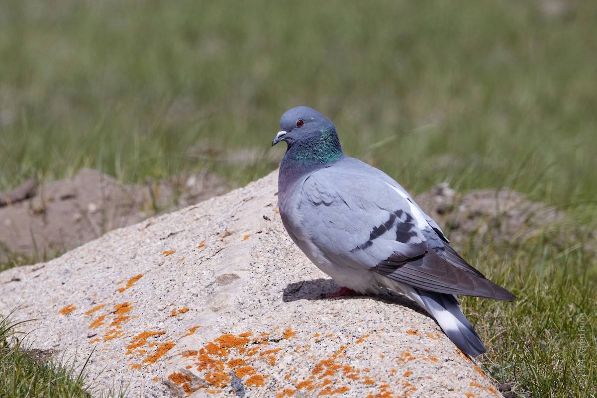 Pigeon des rochers - ML620789887