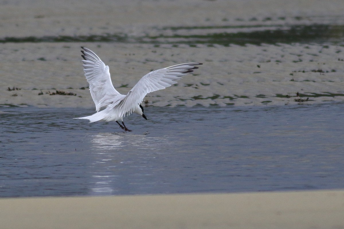 Gull-billed Tern - ML620789890